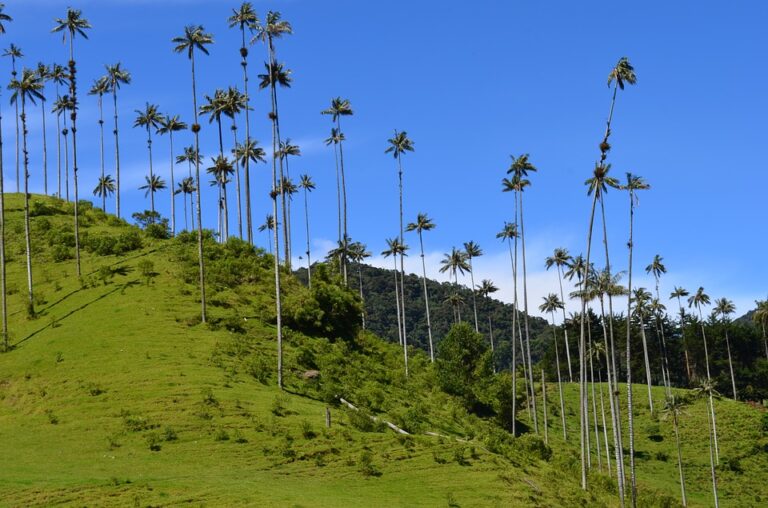 valle-de-cocora-quindio